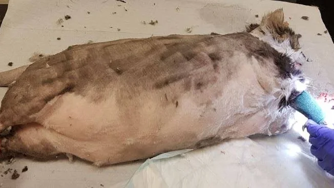 Katten rakades i samband med veterinärundersökning.