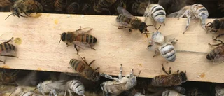 Kampen mot den fruktade parasiten