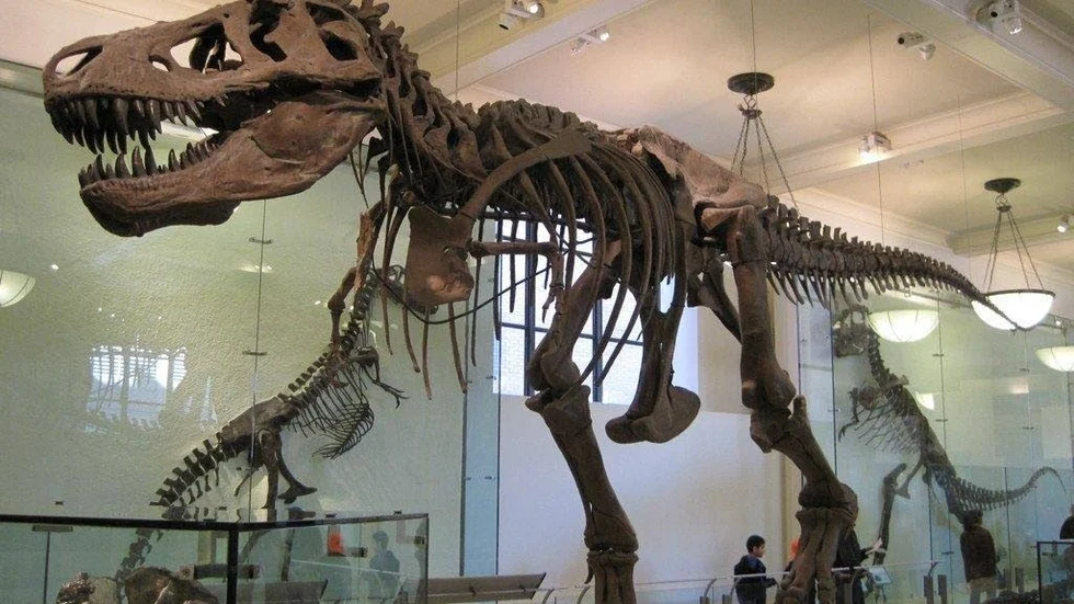 Bananstora tänder. Tyrannosaurus hade pyttiga armar, knappt längre än en människas, men resten av djuret var enormt. Bara tänderna i den jättelika käften var stora som bananer. Bilden visar ett fossil av T rex på American Museum of Natural History.