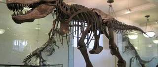 Nu ryker fjädrarna från T rex