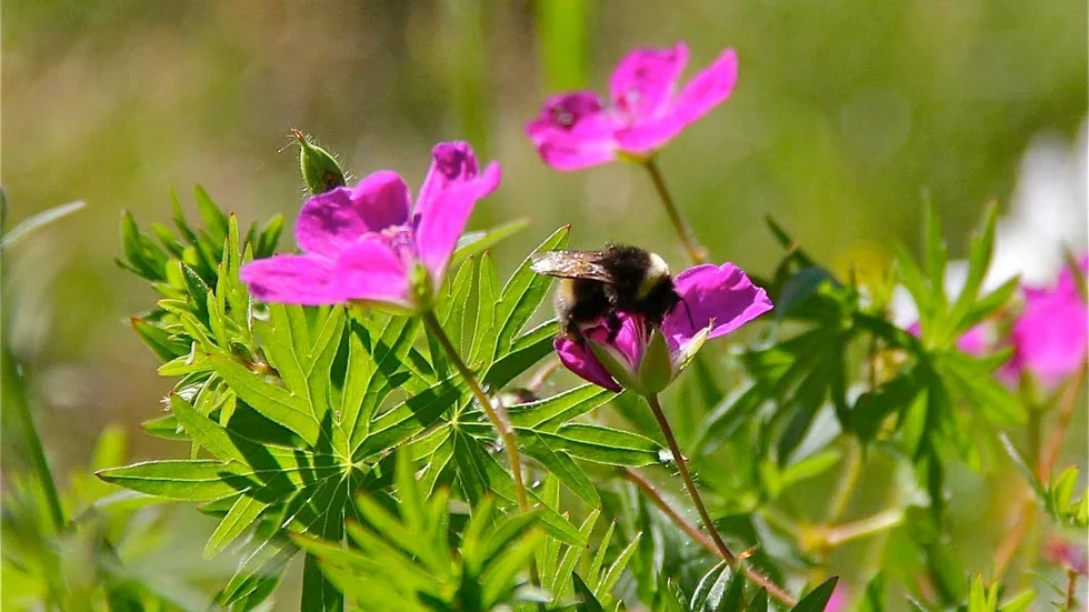 Skydd och näring. Blodnävan ger både skydd och näring till pollinerande insekter. Blommor med färger som gul, vit, lila och blå lockar bina till sig extra lätt.