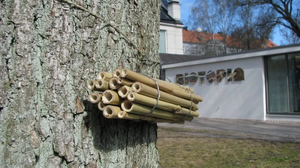 Bibo. Museum Biotopia lär ur hur du själv kan bygga ett litet bihotell.