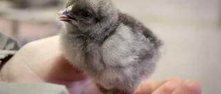 Här finns kycklingar och lamm att klappa