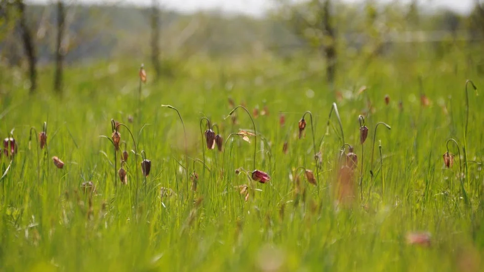Flest kungsängsliljor som fortfarande är i blom hittar man just nu strax norr om naturreservatet.