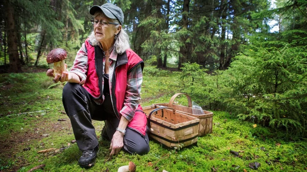 Rödbrun stensopp. Eva Allestedt beundrar ett fint exemplar av karljohans goda kusin, rödbrun stensopp, i folkmun kallad för tallkalle. Den klarar svampsnyltingen bättre.