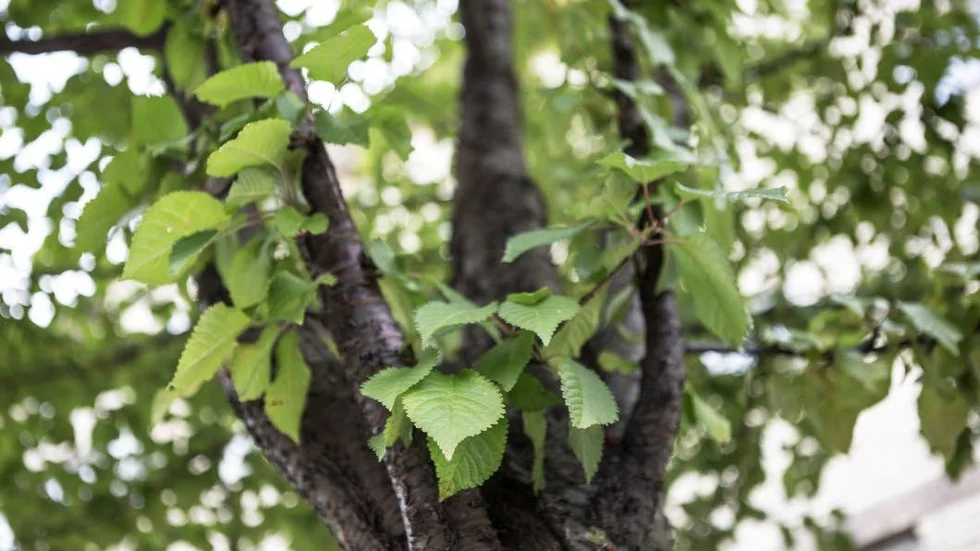 Småblommig. Arten mahognykörsbär får om våren små, klockformiga ljust rosa blommor. Bladens höstfärg går i gulorange