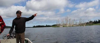 Tusentals skarvar äter upp all fisk för yrkesfiskarna