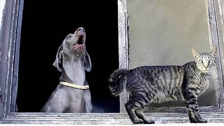 Att ha en skällande hund kan vara jobbigt. Men att operera hundens stämband kanske är att gå lite väl långt?