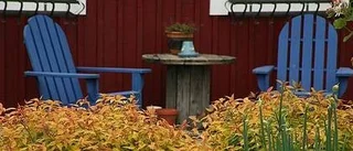 Buskarna formar trädgården