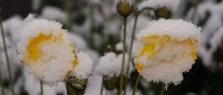 Vinter igen i Kiruna: "Lite snö är bara vackert"
