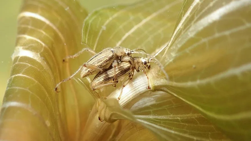 Marinbiologer vid Länsstyreslen har för första gången i Sverige hittat den vattenlevande skalbaggen Hårig strimbock.