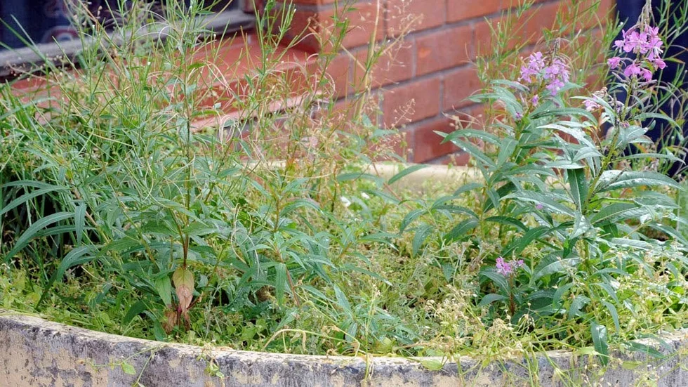 Ogräset tar över där blommor inte planterats.