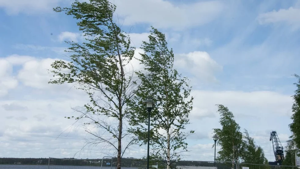 Träden längs strandpromenaden i Södra hamn kämpar.