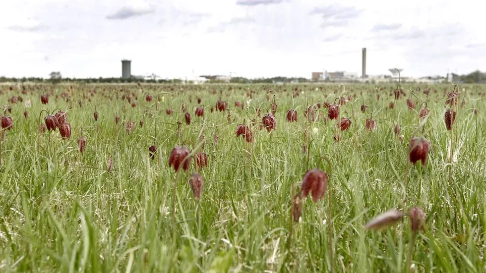 Skyddsvärd. Upplands landskapsblomma kungsängsliljan färgar ängen rödlila i maj.