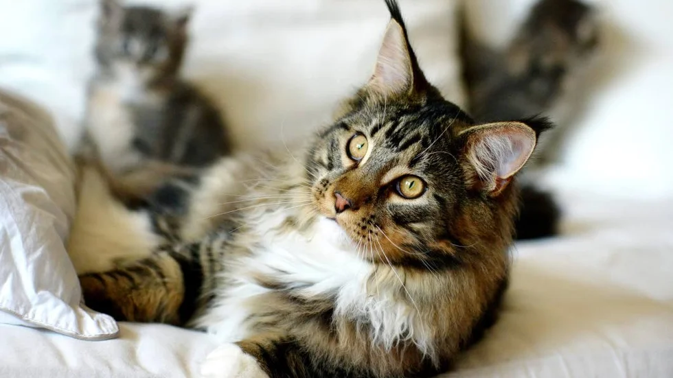 Den amerikanska rasen Maine coon.