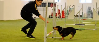Med hunden på läger