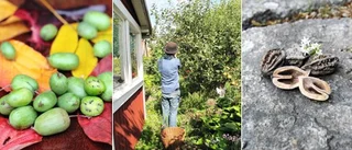 Odla något udda, smaka något nytt