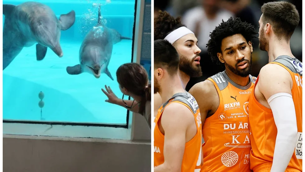 Delfinerna försvinner i djurparken – hur blir det nu med basketklubbens namn? I texten får du svar.