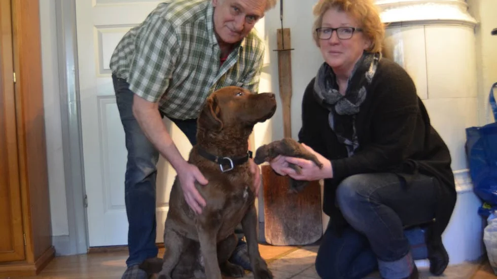 Ovanlig. Ole Overgaard och Lena Florens har fått valpar av den ovanliga hundrasen chesapeake bay retriever. Här med valparnas pappa Fabian och två av de nyfödda.