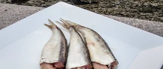 Sveriges sura fisk sprider sig över världen