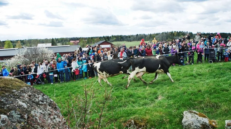 Runt 5000 personer var samlade för att se kossorna släppas ut på grönbete.