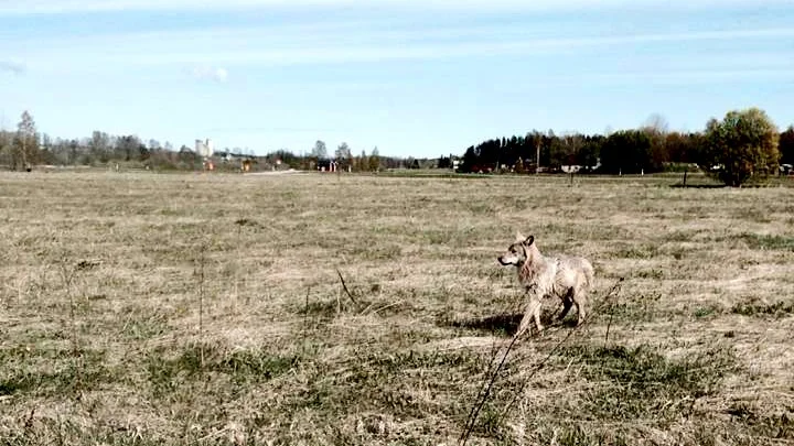 Vargen som nästan blev påkörd av en ambulans i Tierp.