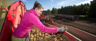 Årets potatisskörd sämre än normalt