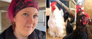 Jennie med familj skaffade egna höns: ”Jag tycker bara att det är så otroligt rogivande”