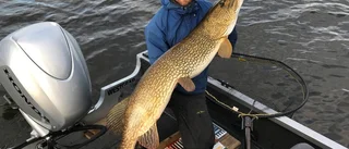 Populärt med gäddsafaris