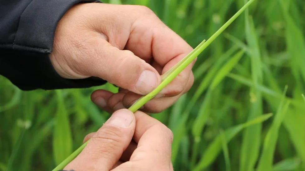 Enligt Lantmännens skördeprognos för spannmål, oljeväxter och trindsäd kommer mängden att bli 6,3 miljoner ton. Förra året producerades 3,6 miljoner ton.