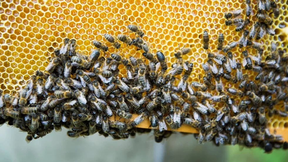 Egentligen är mänsklighetens samlade kunskaper om insekter tämligen liten. Det finns en miljon olika arter. Gunnar Jonsson efterlyser forskning som fokuserar på insekternas situation i Norrbotten.