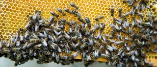 Råden som kan stoppa insektsdöden