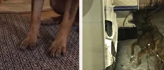 Polishunden bjöds på kalas