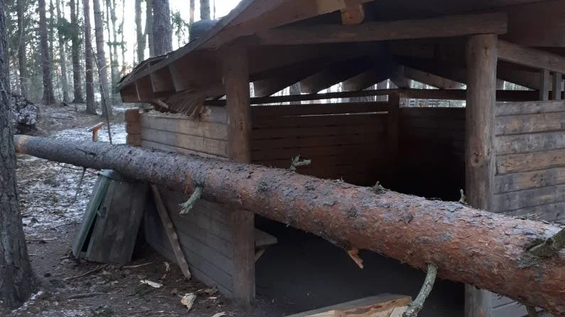 Under natten till onsdag har ett träd rasat och förstört en mullekoja vid Sunnerstabacken.