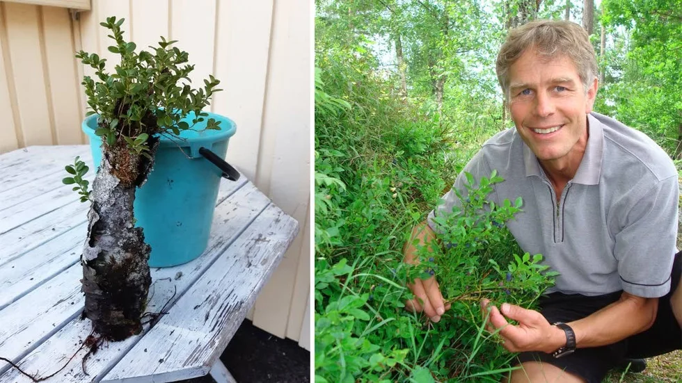 Lingonriset växer ur den förmultnade björkstubben. Enligt bärexperten Ola Langvall kan liknande fenomen uppstå där det är magra förhållanden i naturen.