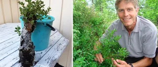 Experten förklarar udda naturfenomenet