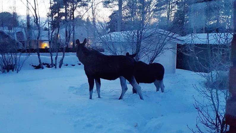 Sussi Larsson fotograferade älgarna vid Hagaviksgatan.