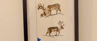 Hon följer i farfars och renens fotspår