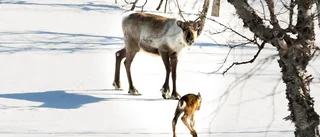 Samebyar samarbetar kring skoterförbud
