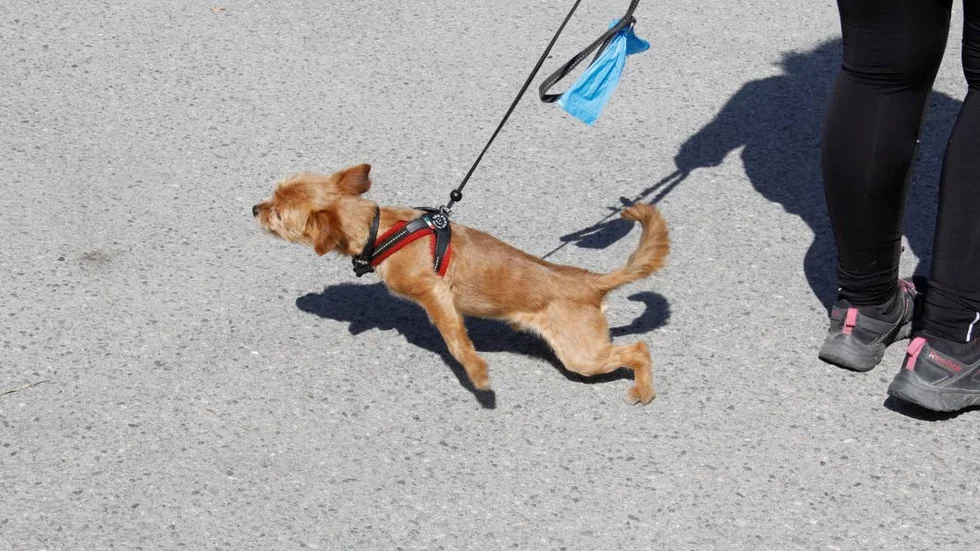 Samlingen med så många hundar på en plats blev en prövning för några av de fyrbenta vännerna. Att inte få hälsa ... fast man skäller och drar.