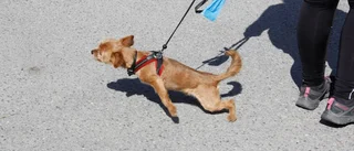 Promenad för hjälp åt hemlösa hundar