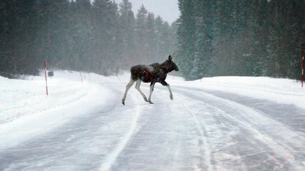 Två älgolyckor har föranlett att eftersöksjägare kallats ut i Jokkmokk på onsdagen (Arkivbild).
