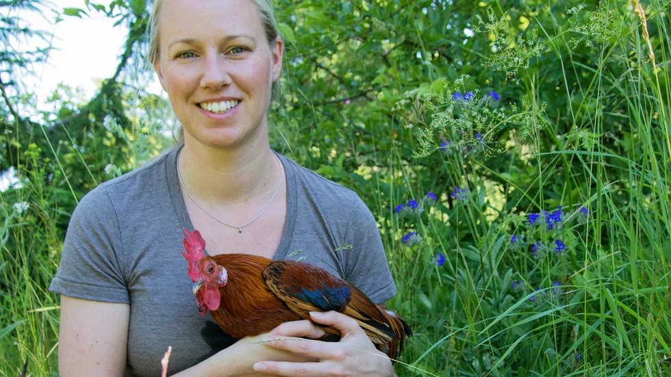 Hanne Løvlie håller sig vanligtvis till forskning på höns. För experiment med läkemedelsrester i vatten fick hon dock göra ett undantag.