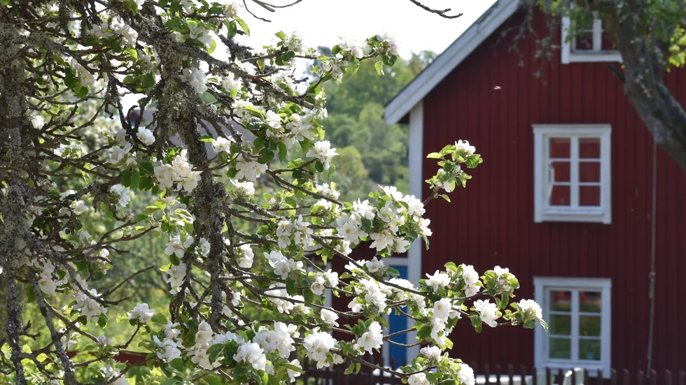 Skribenten skriver om för- och nackdelar med att bo utanför staden.