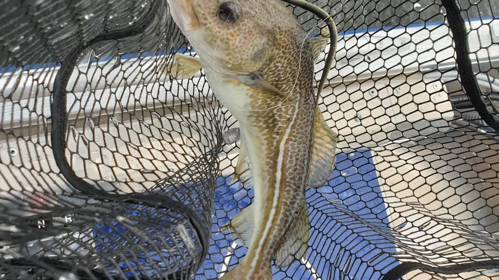 När Peter Mannberg fiskade efter abborre i Pitsund den 7 juli fick han en oväntad och ovanlig fisk på kroken. En torsk!