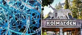 Kolmården stänger attraktion – efter dödsolyckan på Gröna Lund