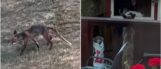 Potentiell skabbräv oroar Hällbyborna 