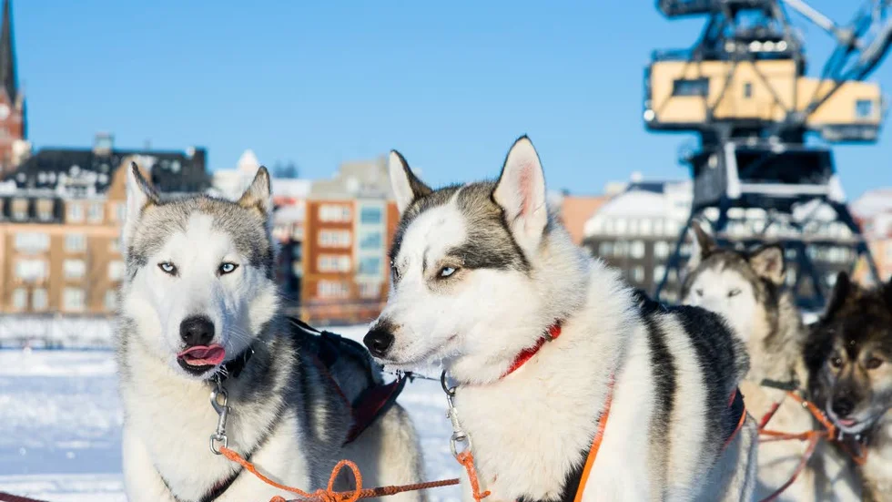 Hundspann. Vid ett par tillfällen  i vår finns Luleå Adventure på plats i södra hamn. De erbjuder hundspann från Kranen till Gråsjälören.