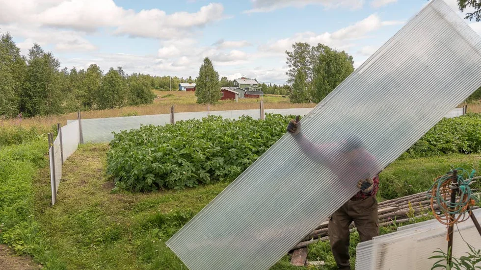 Fotografi från utställningen, här på Kenneth Mikkos far som ska täcka över potatisen.