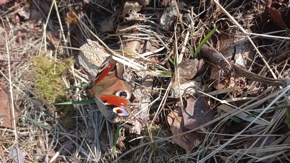 Påfågelfjärilen var ovanligt tidig i år.